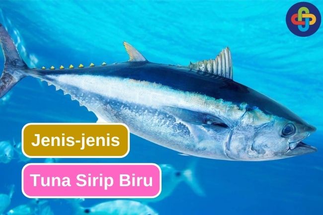 Mengenal Jenis-Jenis Tuna Sirip Biru